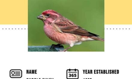 Discover the Official State Bird of New Hampshire
