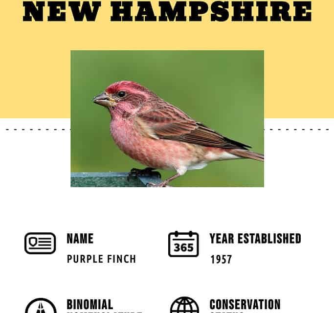 Discover the Official State Bird of New Hampshire