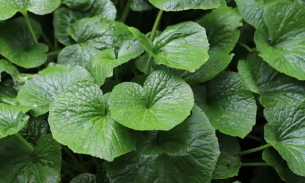 Explore the 58 Vegetables That Start With W