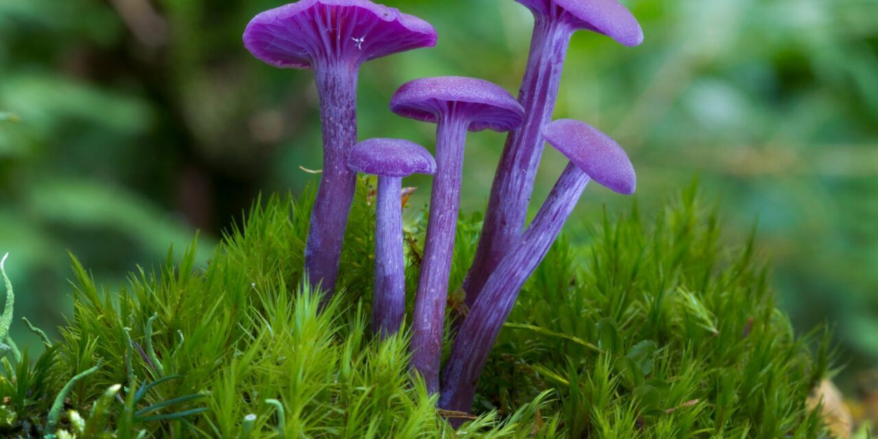Discover 22 Amazing Types of Rare Mushrooms