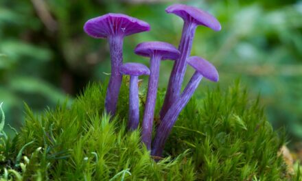 Discover 22 Amazing Types of Rare Mushrooms