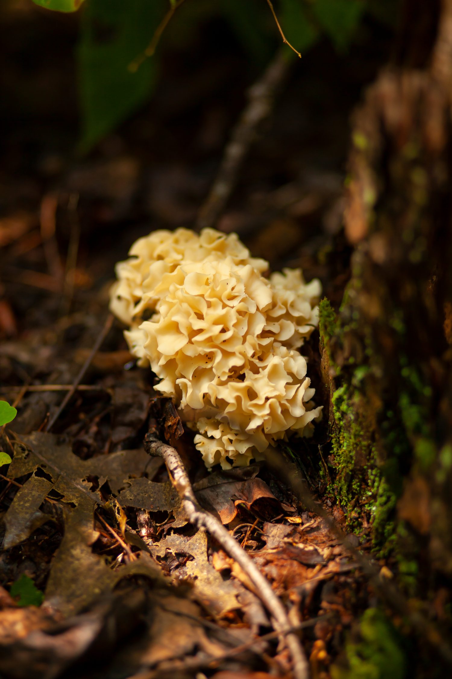 Close up image of Sparassis spathulata (the eastern cauliflower mushroom) on a muddy forest ground by a tree trunk in Maryland