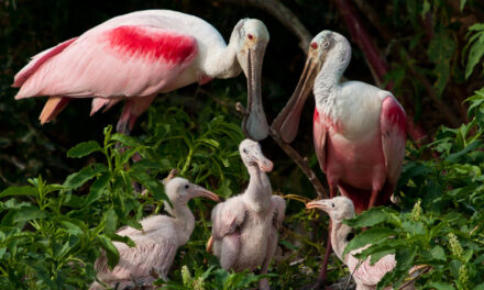 Roseate Spoonbill: Featured Feathered Friend of the 2023-24 Hiking Spree