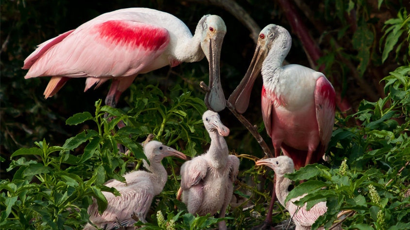 Roseate Spoonbill: Featured Feathered Friend of the 2023-24 Hiking Spree